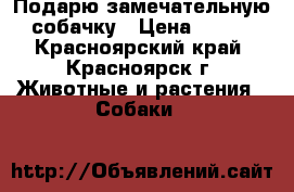 Подарю замечательную собачку › Цена ­ 100 - Красноярский край, Красноярск г. Животные и растения » Собаки   